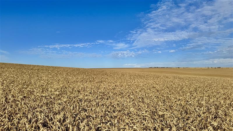 Crop of Wheat in South Australia